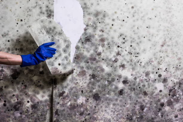 Best Attic Mold Removal  in Bend, OR