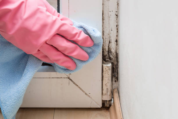 Best Toxic Mold Removal  in Bend, OR