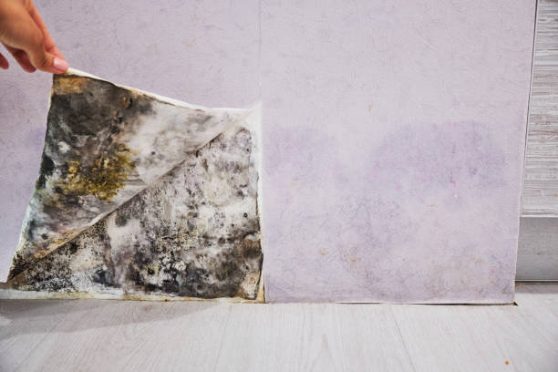 Best Mold Remediation Services  in Bend, OR